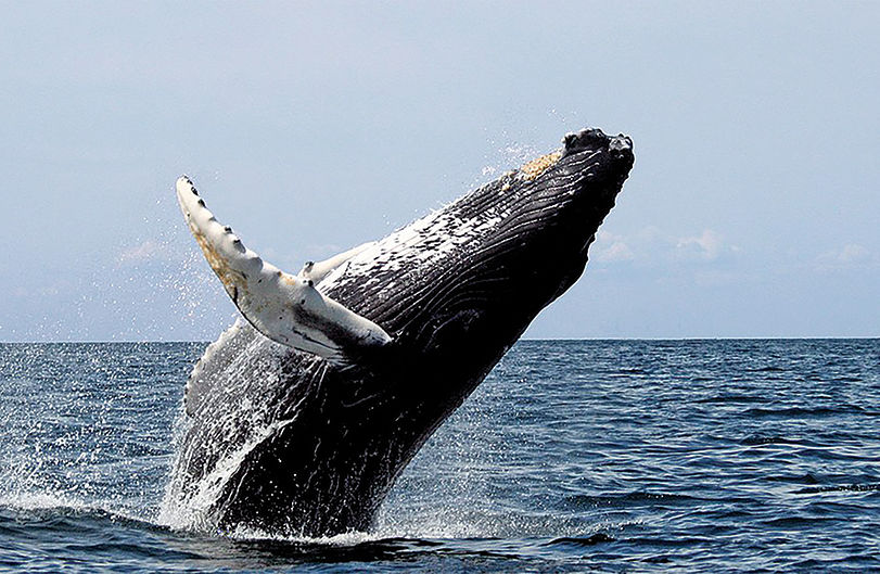 Breaching humpback whale